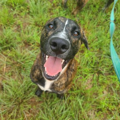 Welcome to Dirt Road Doggies Rescue. We are a passionate canine rescue group in Northeast Georgia that works tirelessly to rescue, rehabilitate, fully vet, and rehome faithful dogs that society has failed.