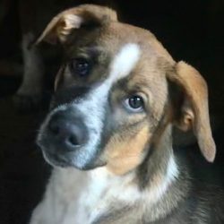 Dirt Road Doggies Rescue Northeast Georgia Canine Rescue Group how to adopt a rescue dog, dog adoption near me