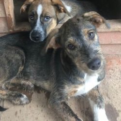 Dirt Road Doggies Rescue Northeast Georgia Canine Rescue Group how to adopt a rescue dog, dog adoption near me